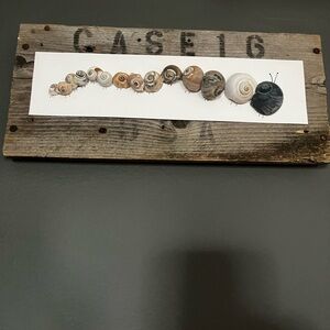 Rustic One Oh A Kind Snail Shell Wall Art Decor on Vintage Crate Panel